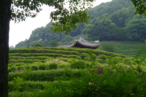 Longjing Collection